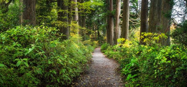 gravel path in forest